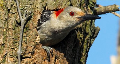 Red-Bellied Woodpecker - Female