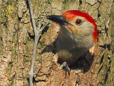 Red-Bellied Woodpecker 