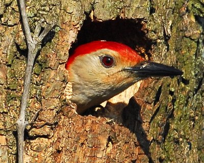 Red-Bellied Woodpecker 