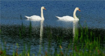 Mute Swans