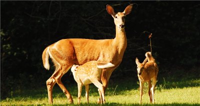 Whitetail Doe  and Two Fawns