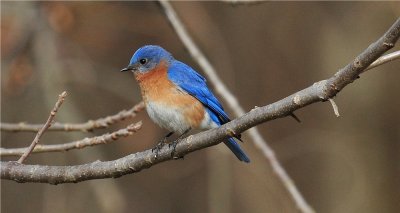 Eastern Bluebird - Male (Sialia sialis)