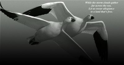 Snow Geese