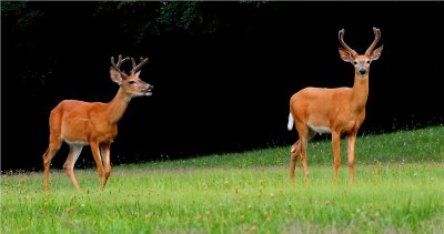 Whitetail Deer