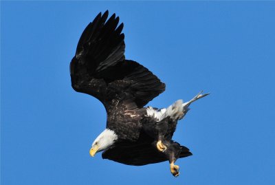  Bald Eagle 