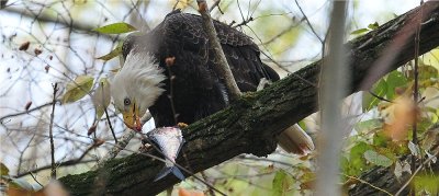 Bald Eagle Enjoying Lunch