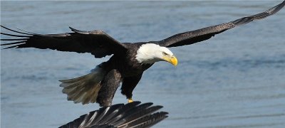 Bald Eagle