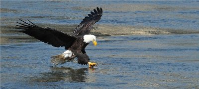 Bald Eagle