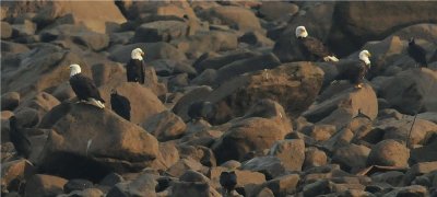 Bald Eagles