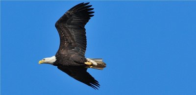  Bald Eagle