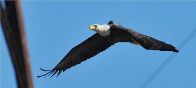  Bald Eagle w/ Solar GPS