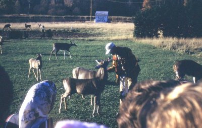Croyles Pond Deer, Potter County, PA