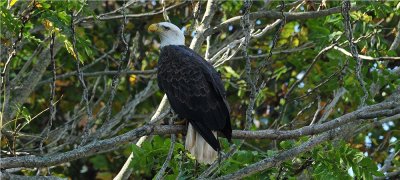 Bald Eagle