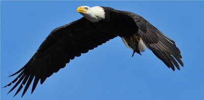 Bald Eagle