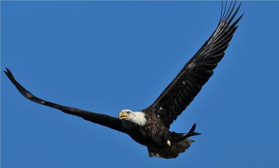 Bald Eagle