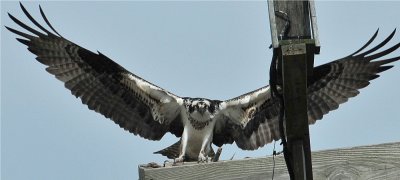 Osprey