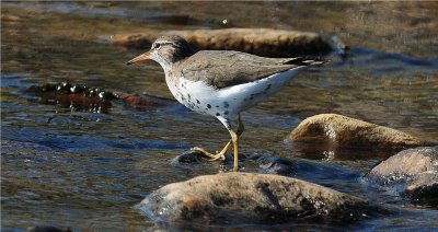 Spotted Sandpiper