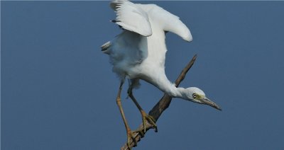 Little Blue Heron