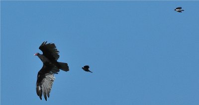 Turkey Vulture being harassed