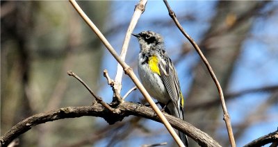Yellow-rumped Warbler (aka Myrtle Warbler) 