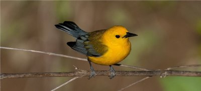 Prothonotary Warbler (Protonotaria citrea)