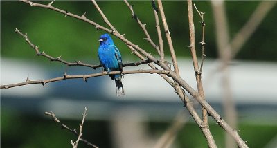 Indigo Bunting 