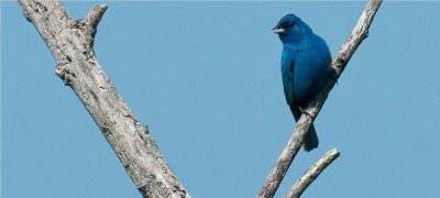 Indigo Bunting 