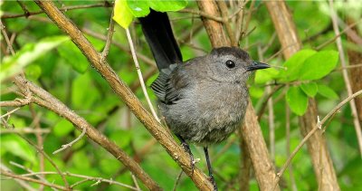 Gray Catbird