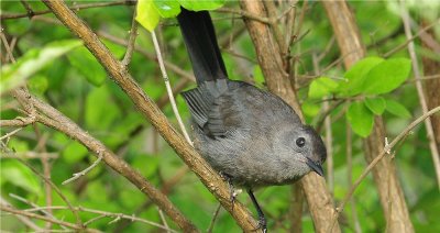 Gray Catbird 