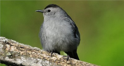 Gray Catbird 