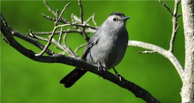 Gray Catbird