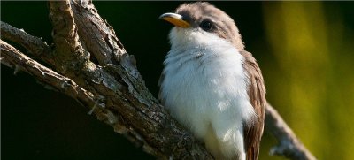 Yellow-billed Cuckoo