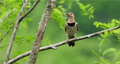 Northern Flicker