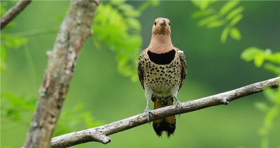 Northern Flicker 