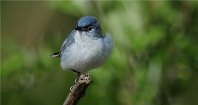 Blue-Gray Gnatcatcher 