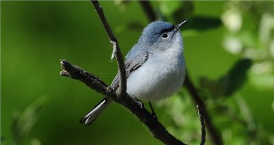 Blue-Gray Gnatcatcher 