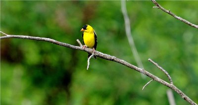 American Goldfinch