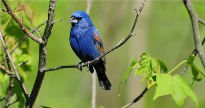 Blue Grosbeak 