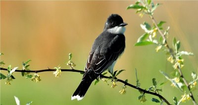 Eastern Kingbird 