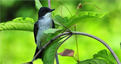 Eastern Kingbird 