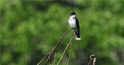 Eastern Kingbird 