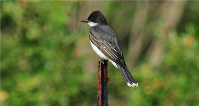 Eastern Kingbird 