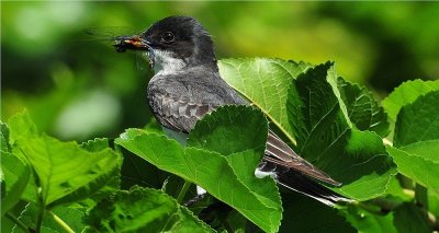 Eastern Kingbird