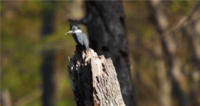 Belted Kingfisher