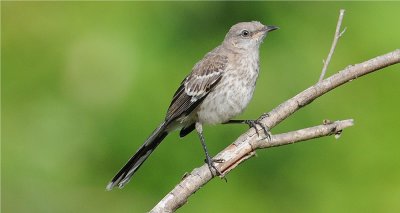 Mockingbird 