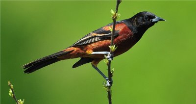 Orchard Oriole 