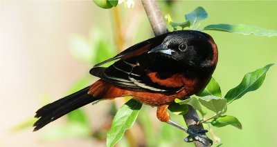 Orchard Oriole 