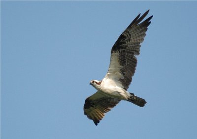 Osprey