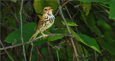 Ovenbird 