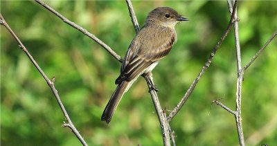 Eastern Phoebe 